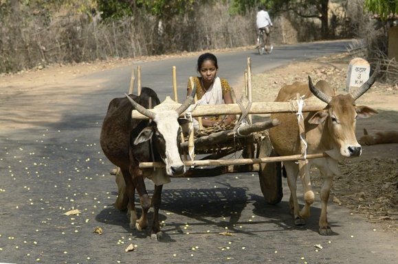 Jeune fille sur un char à bœufs réunis par un joug, district d'Umaria, Madhya Pradesh, Inde. Crédit photo : Wikimedia Commons Date 	2012 par Yann.