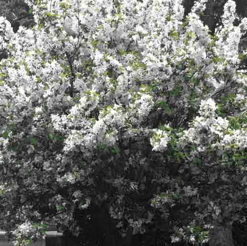 Chaque personne est un jardin (Photo H. Giguère)